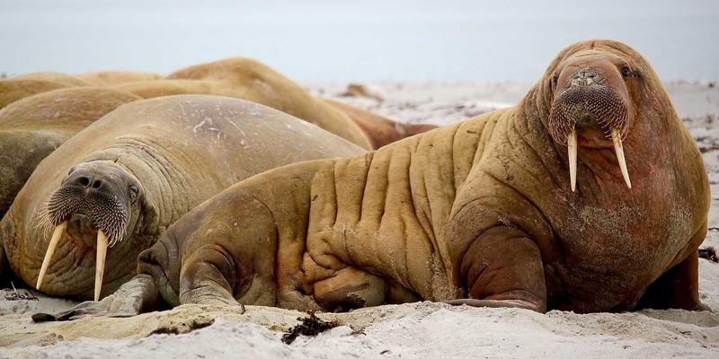 礼品定制83：创意礼物、纪念品与企业礼品的融合新趋势